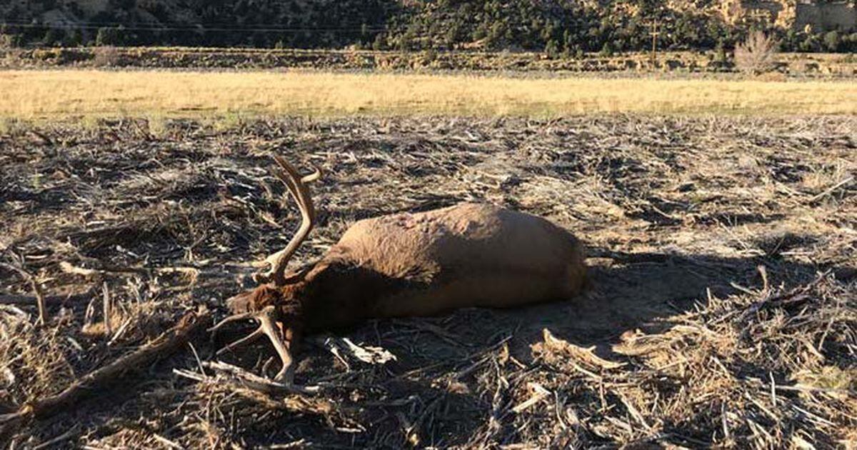 Bull elk shot and ‘left to waste’ near Utah highway