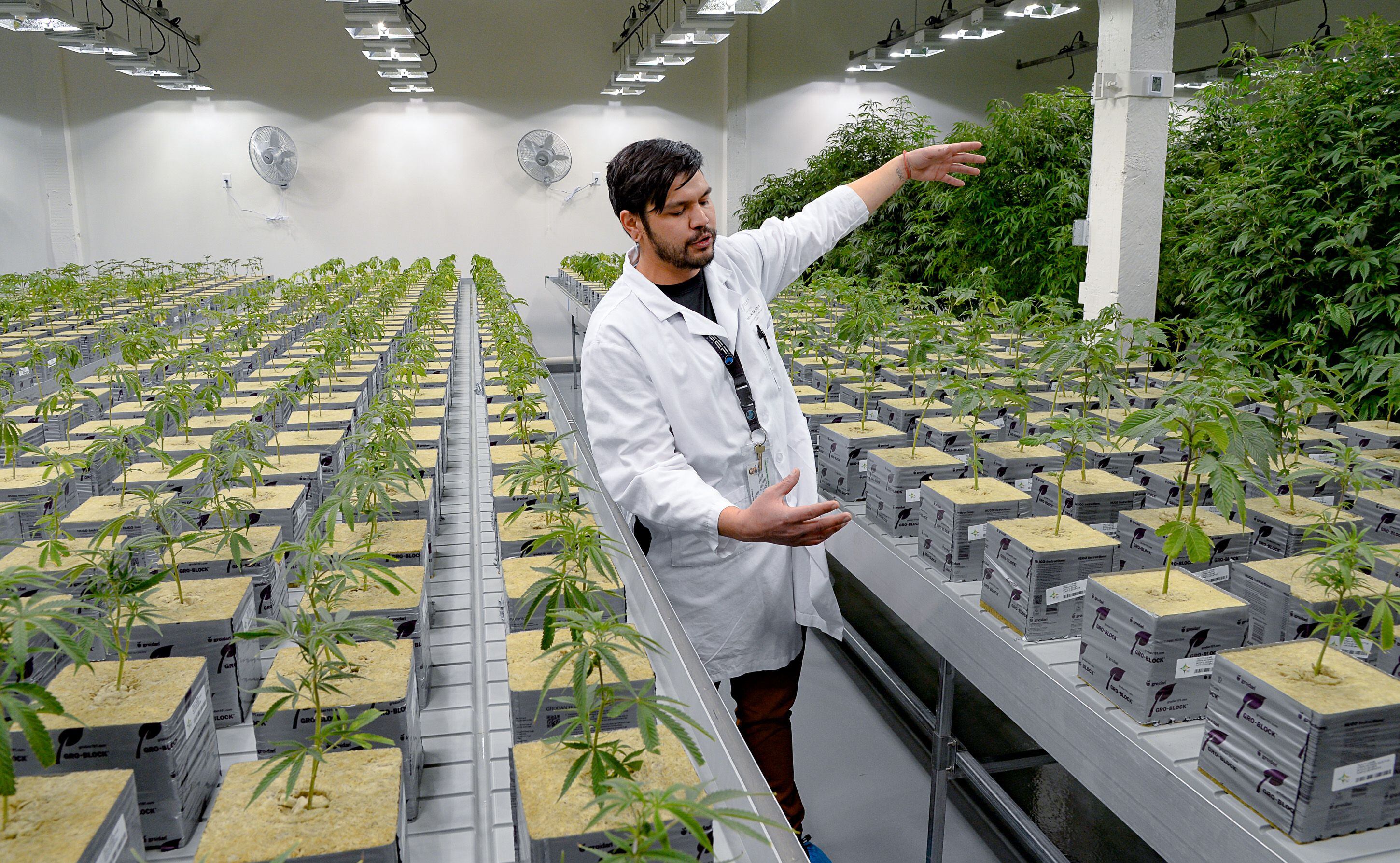 (Francisco Kjolseth | The Salt Lake Tribune) Assistant General Manager Patrick Quino, gives a tour of the propagation room containing the genetic makeup of every variety of plant cultivated at Tryke, a new cannabis farm in Tooele, on Thursday, Jan. 30, 2020. The company, one of eight cultivators approved by the state, is expected to have product available for patients by March as part of Utah's medical cannabis program.