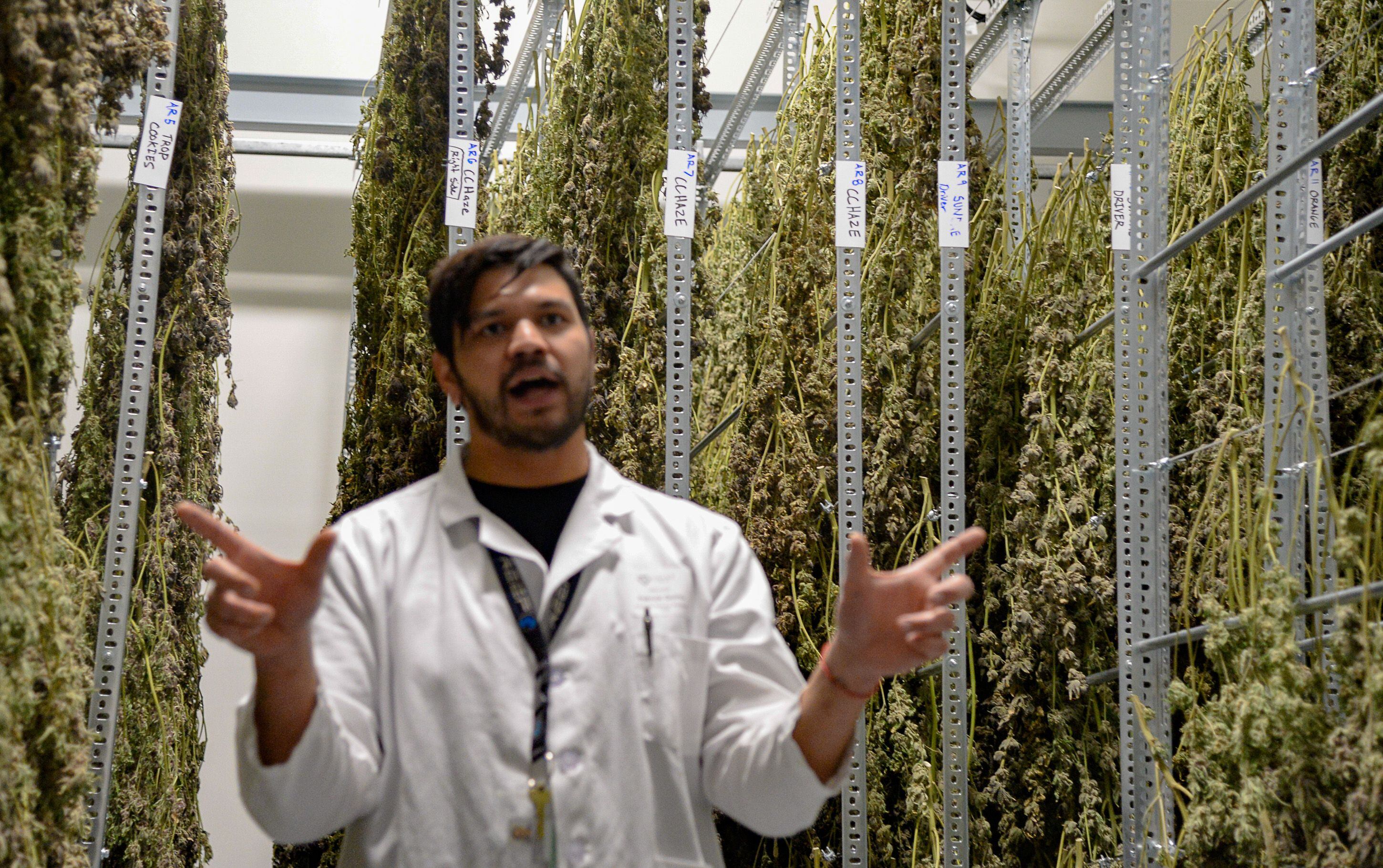 (Francisco Kjolseth | The Salt Lake Tribune) The names of cannabis varieties are labeled as Assistant General Manager Patrick Quino, gives a tour of the drying room at Tryke, a new cannabis farm in Tooele, on Thursday, Jan. 30, 2020.