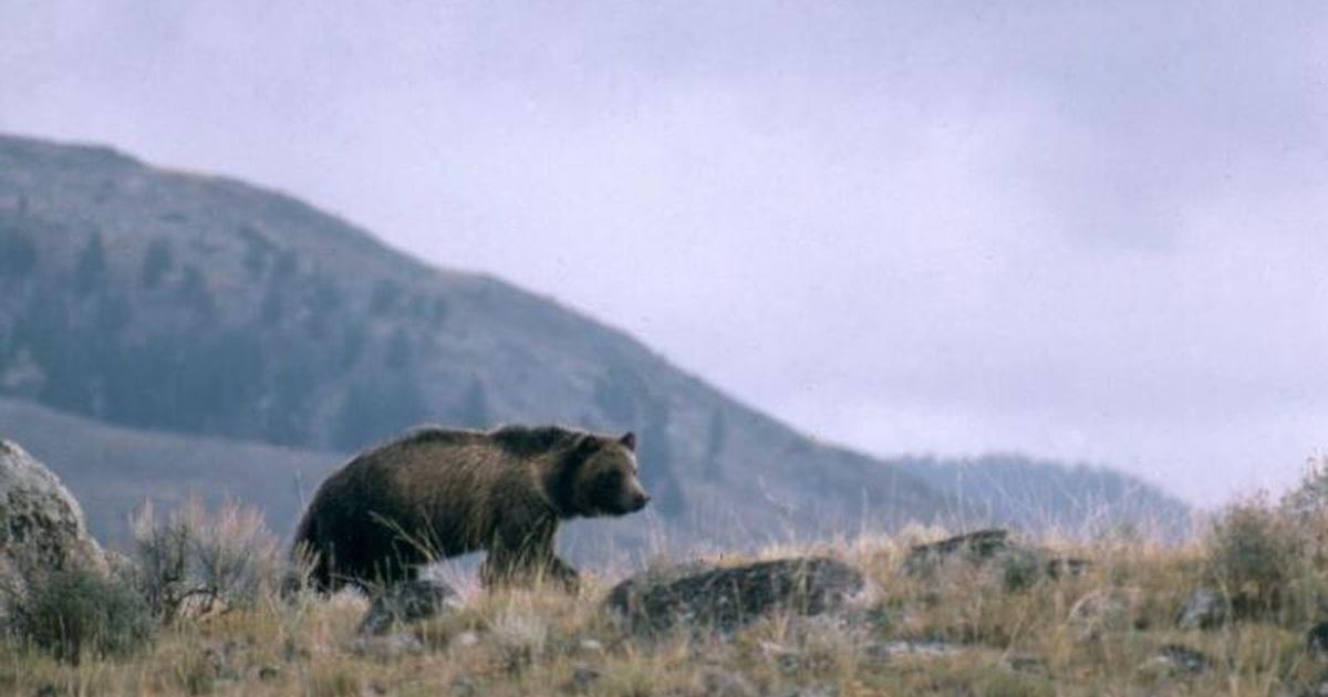 Utah teen survives Montana bear attack with minor injuries