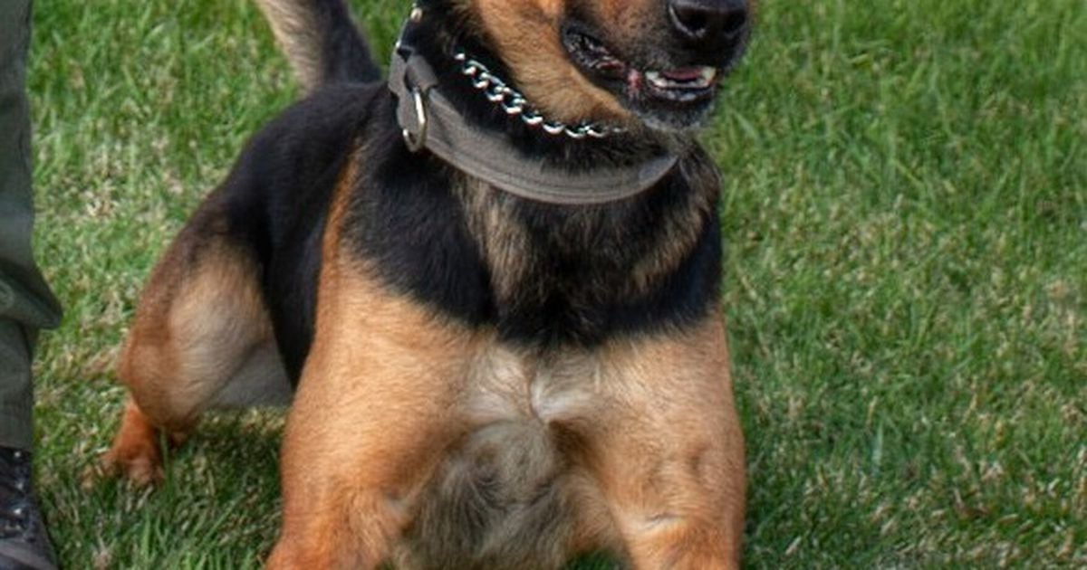 Profanity Dog Collar 