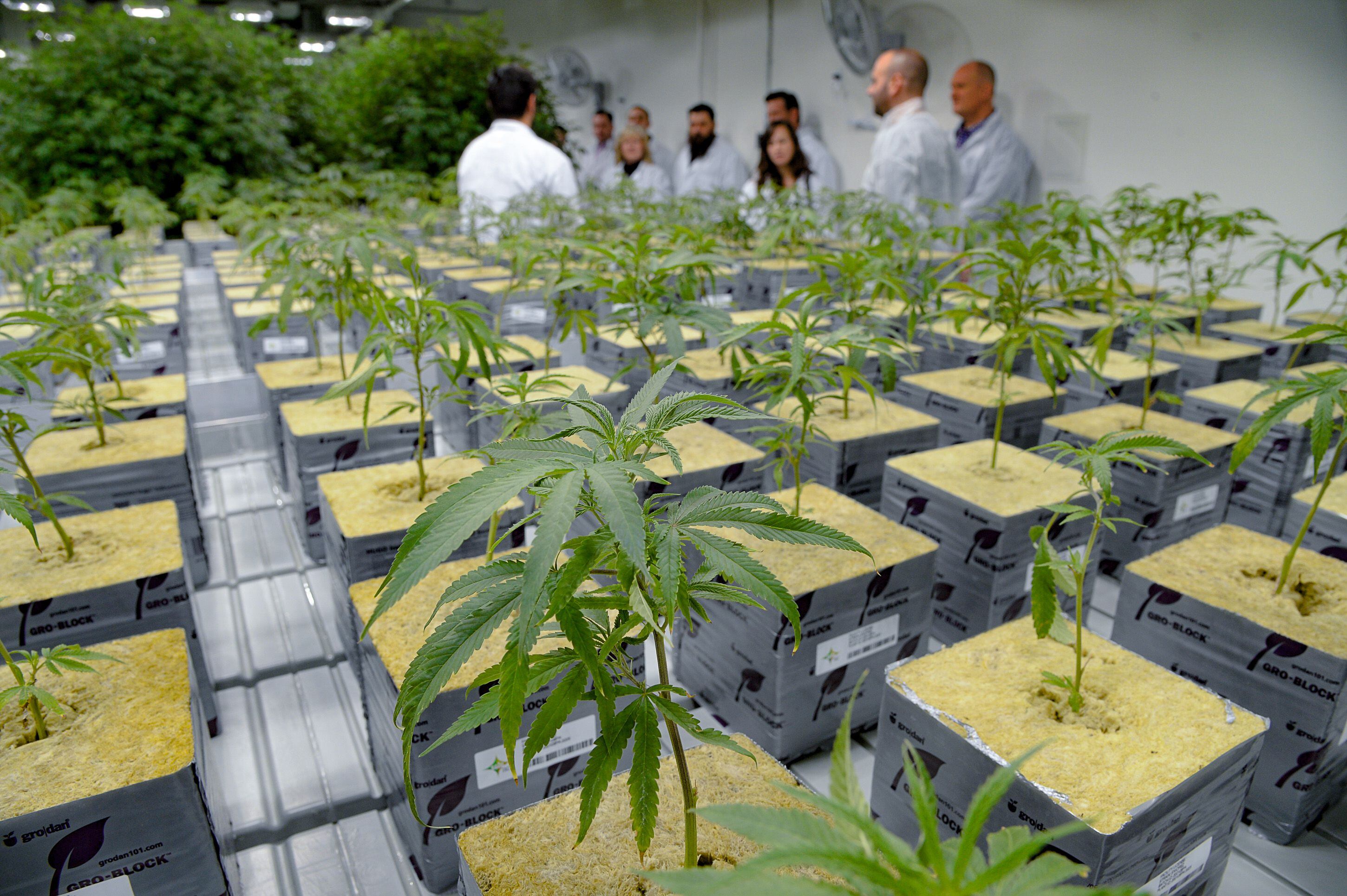 (Francisco Kjolseth | The Salt Lake Tribune) People tour the propagation room at Tryke, a new cannabis farm in Tooele, contains the genetic makeup of all the plant varieties being grown at the company on Thursday, Jan. 30, 2020, as it gets ready to have products available for patients by March as part of Utah's medical cannabis program.