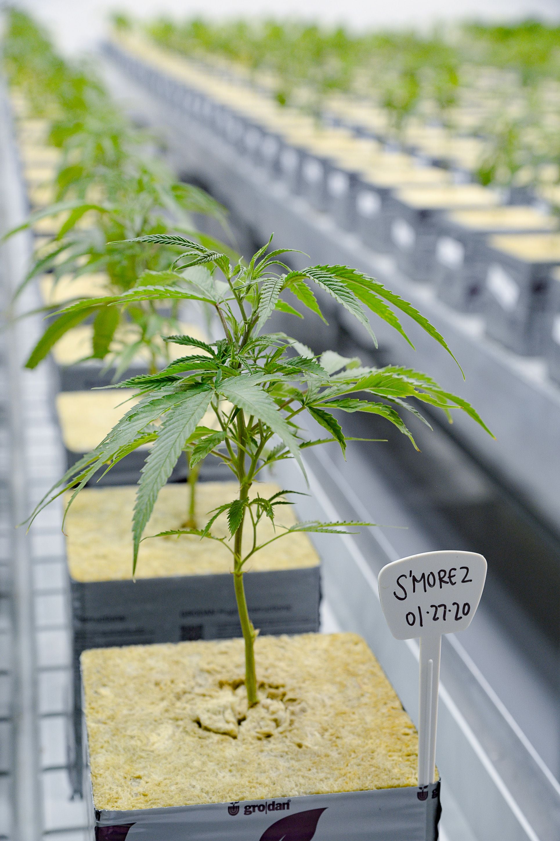 (Francisco Kjolseth | The Salt Lake Tribune) The propagation room at Tryke, a new cannabis farm in Tooele, contains the genetic makeup of all the plant varieties being grown at the company on Thursday, Jan. 30, 2020, as it gets ready to have products available for patients by March as part of Utah's medical cannabis program.