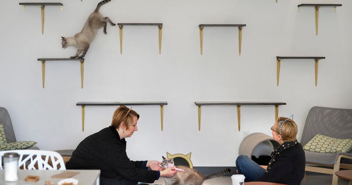 Salt Lake S First Cat Cafe Opens This Weekend