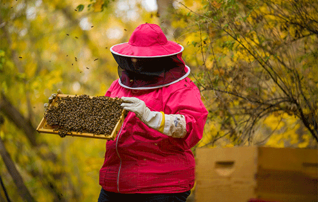 Salt Lake wants to keep Bees in place as city seeks major neighborhood  changes
