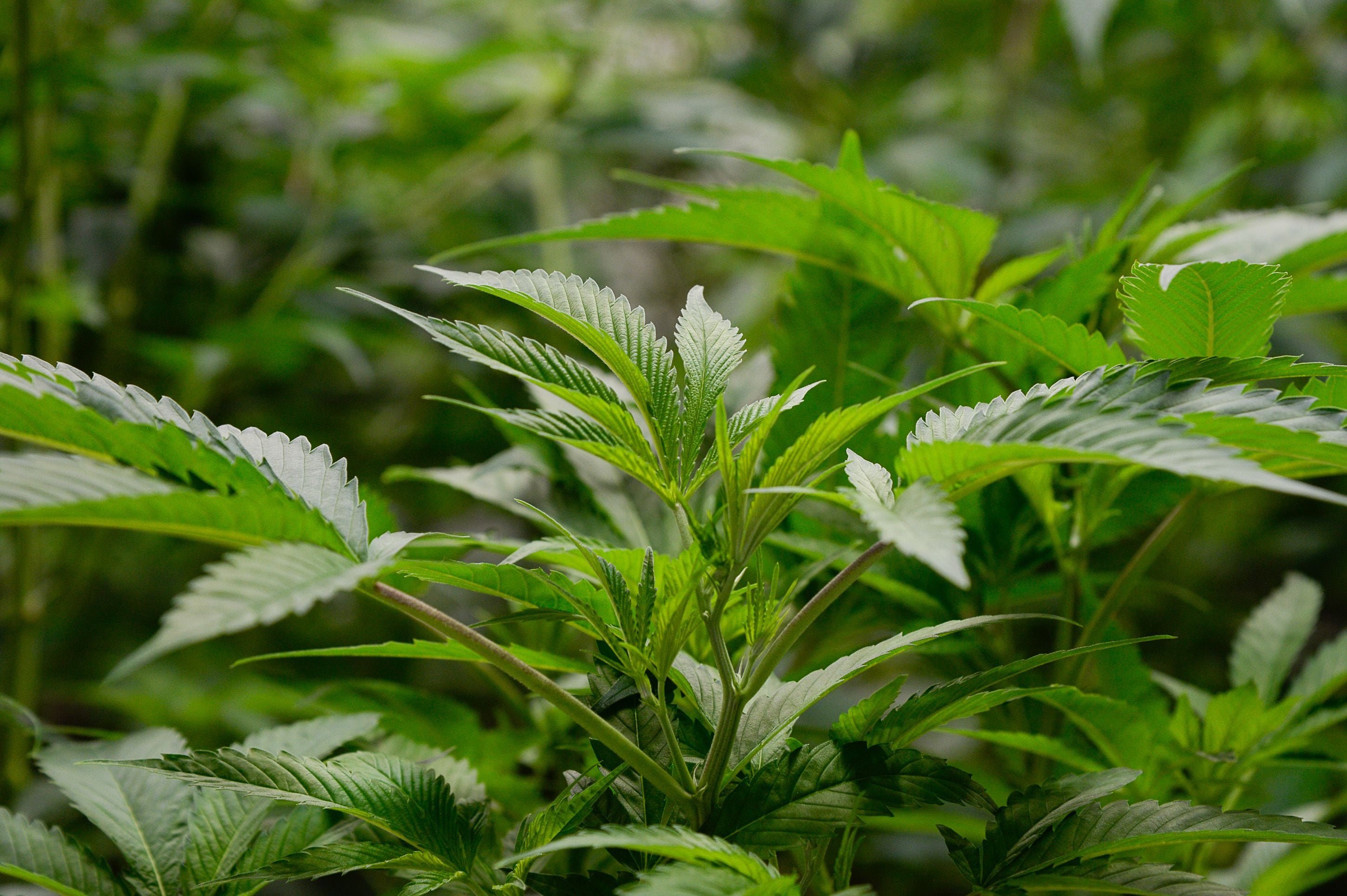 (Francisco Kjolseth | The Salt Lake Tribune) Cannabis plants are grown in the nursery clone room using a deep water culture system at Tryke, a company in Tooele County on Thursday, Jan. 30, 2020, one of eight cultivators approved by the state to bring product to the public as part of Utah's medical cannabis program.