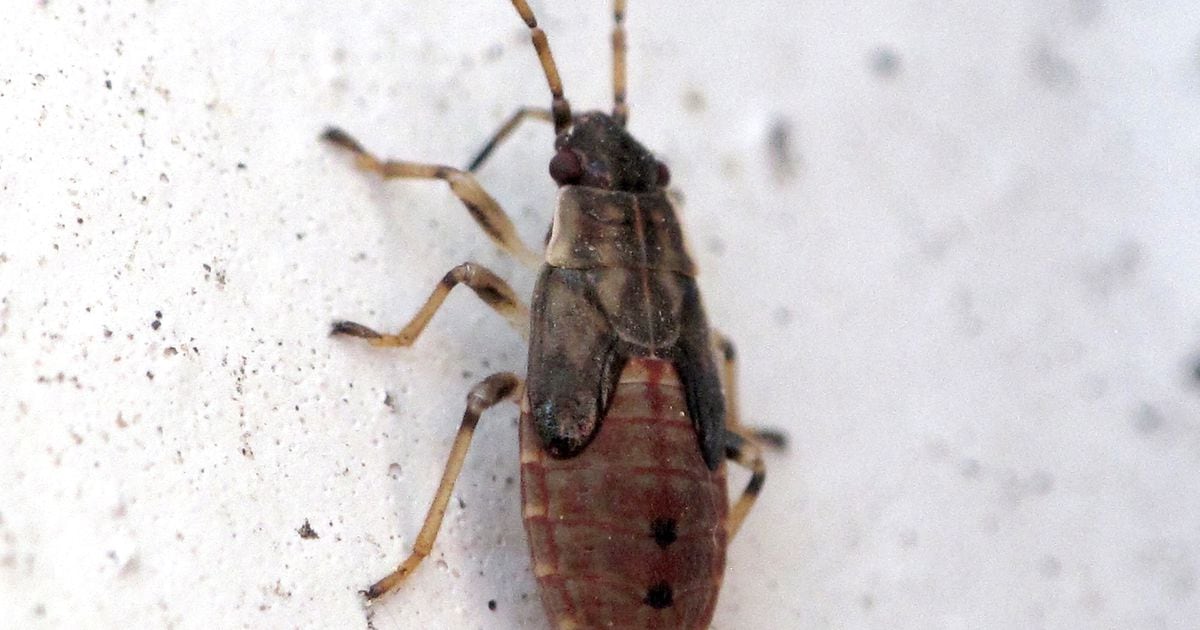 This invasive insect from the Mediterranean is now infesting Utah ...