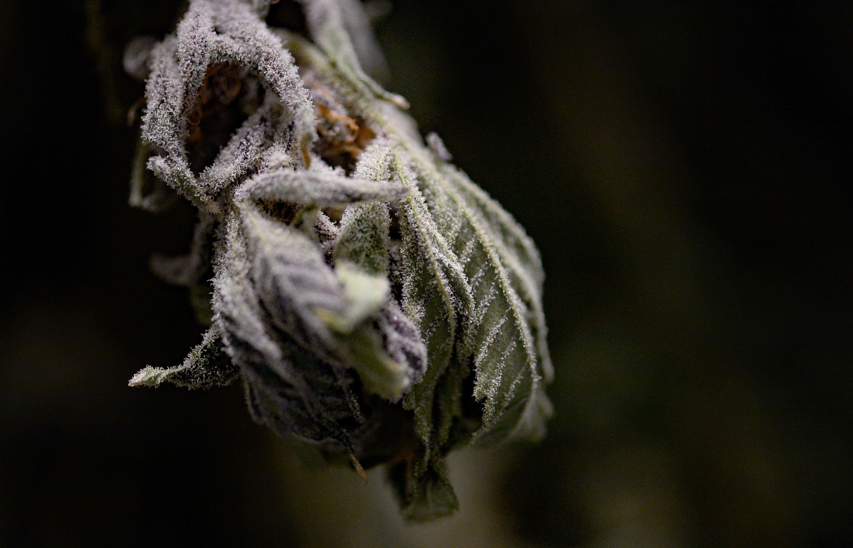 (Francisco Kjolseth | The Salt Lake Tribune) Mature cannabis plants are dried at Tryke, a new cannabis farm in Tooele, on Thursday, Jan. 30, 2020.