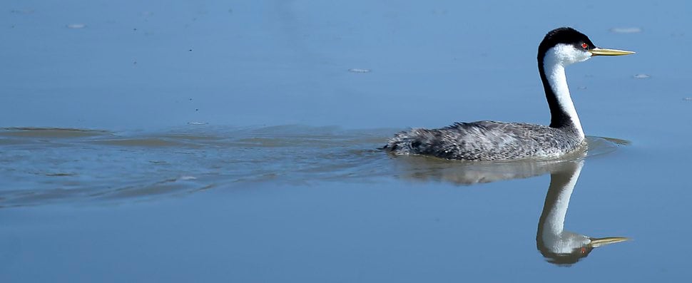 (Al Hartmann | Tribune file photo) A Western grebe, (with bright red eyes) glides through the water Bear River Migratory Bird Refuge west of Brigham City.