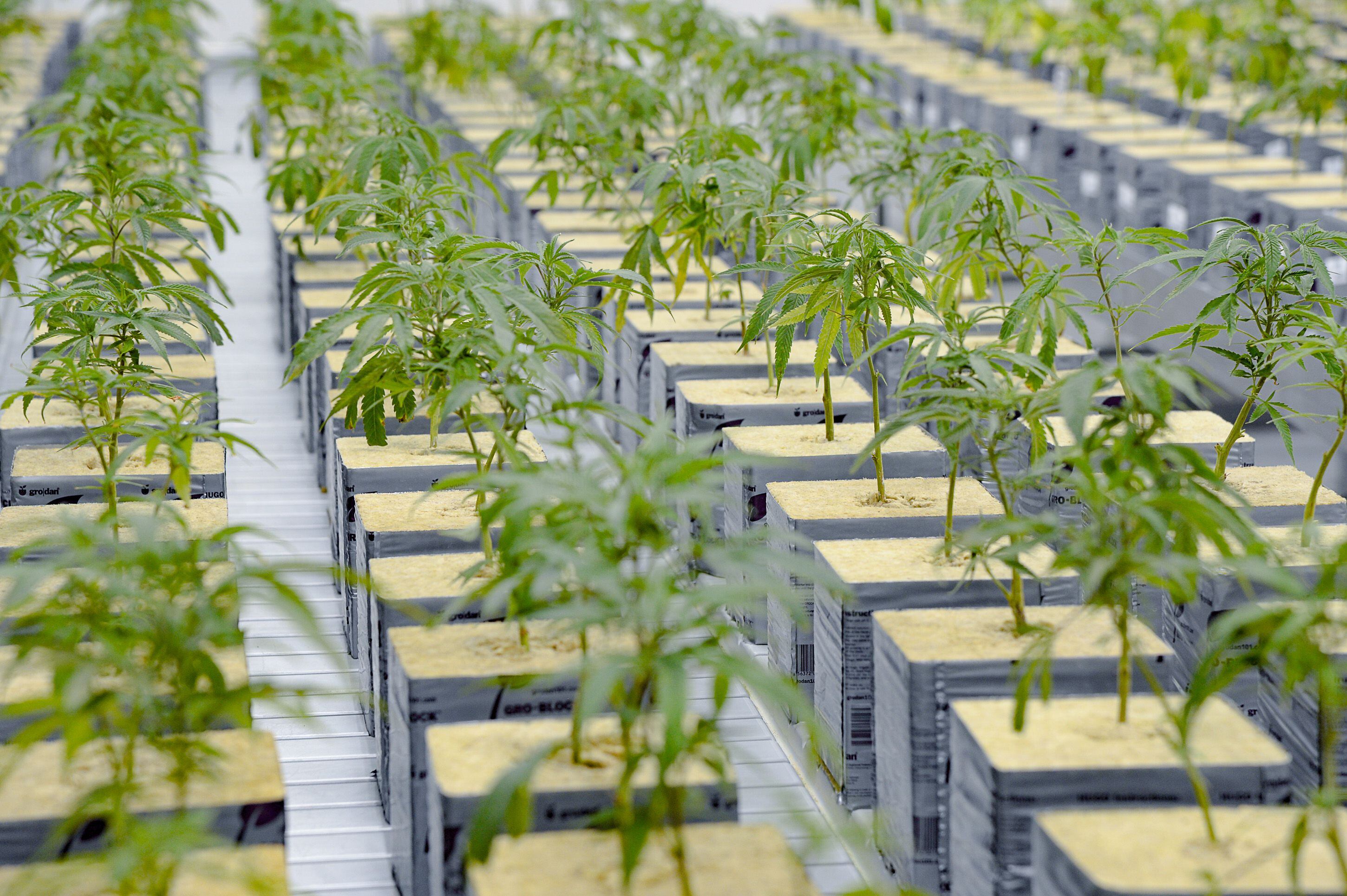 (Francisco Kjolseth | The Salt Lake Tribune) The propagation room at Tryke, a new cannabis farm in Tooele, contains the genetic makeup of all the plant varieties being grown at the company on Thursday, Jan. 30, 2020, as it gets ready to have products available for patients by March as part of Utah's medical cannabis program.