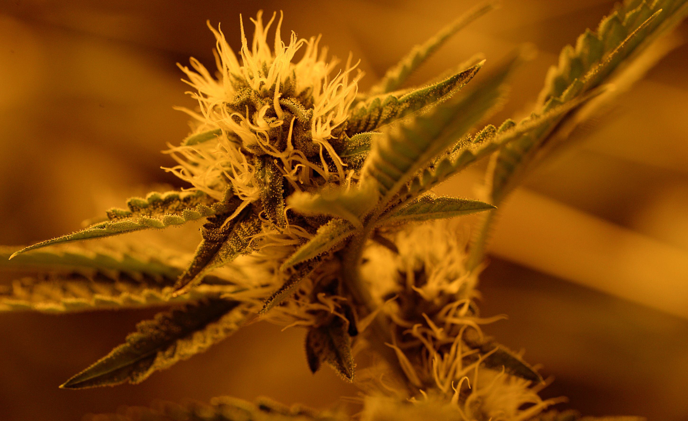 (Francisco Kjolseth | The Salt Lake Tribune) High pressure sodium lights cast a yellow tint over cannabis plants being triggered to make them flower at Tryke, a new cannabis farm in Tooele, on Thursday, Jan. 30, 2020.