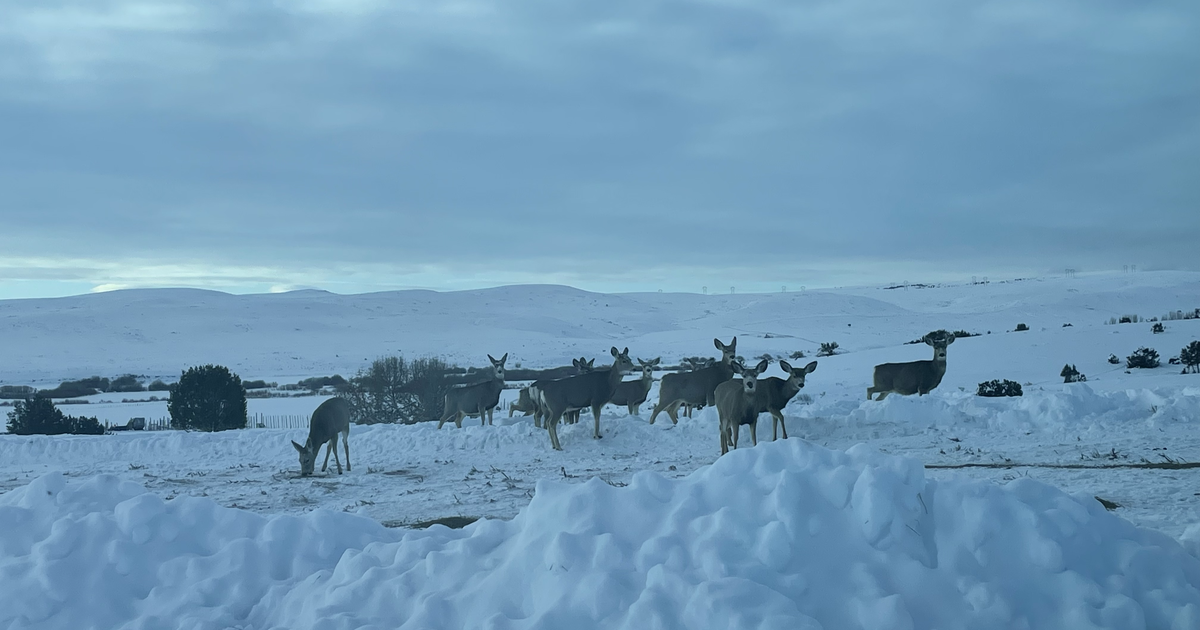 DWR shuts down antler gathering to protect Utah's big game