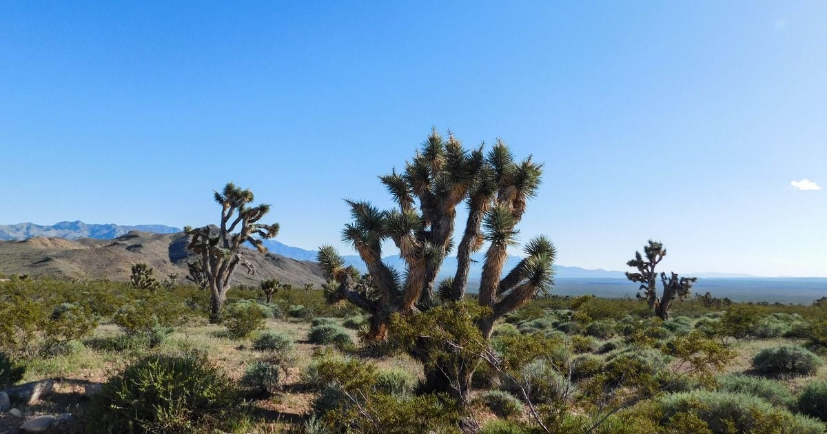 Joshua trees under the desert sky in Utah country? No, you’re not dreaming