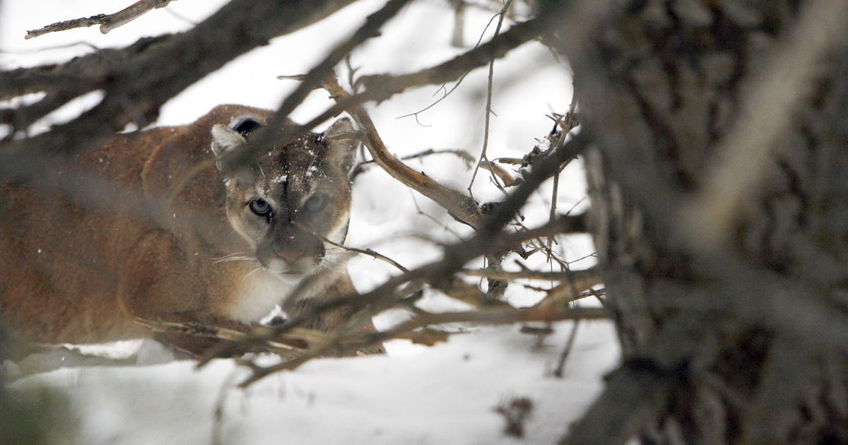 Utah Wants More People To Hunt Cougars But Some Say Losing Big Cats 