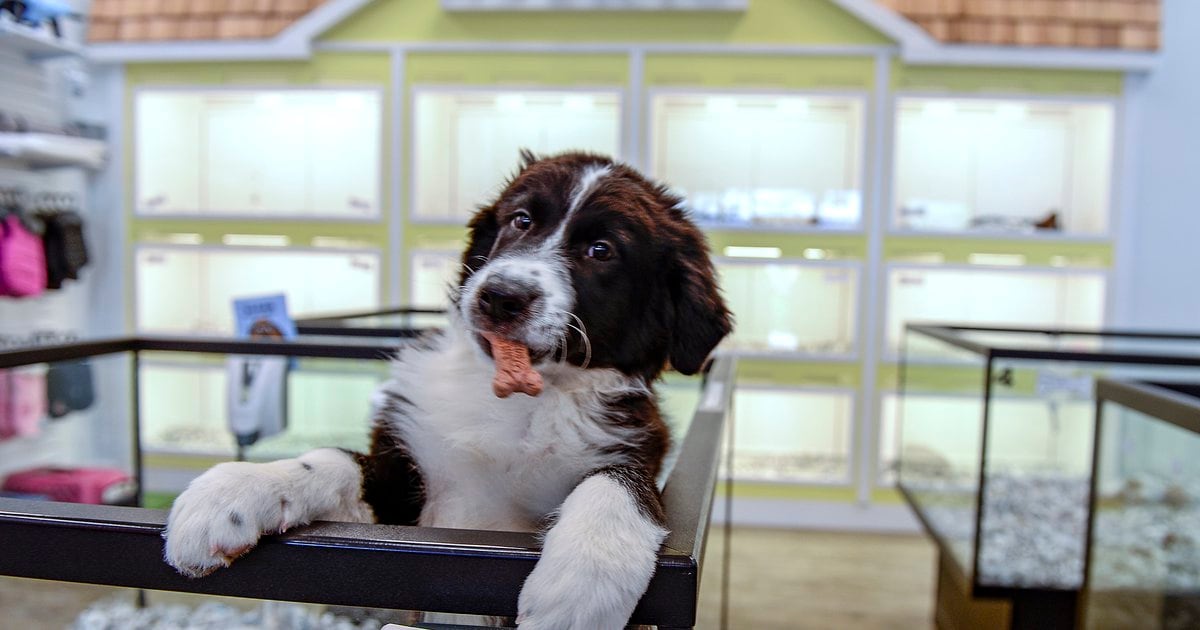 Animal Activists Call On West Jordan To Shut Down Puppy Stores