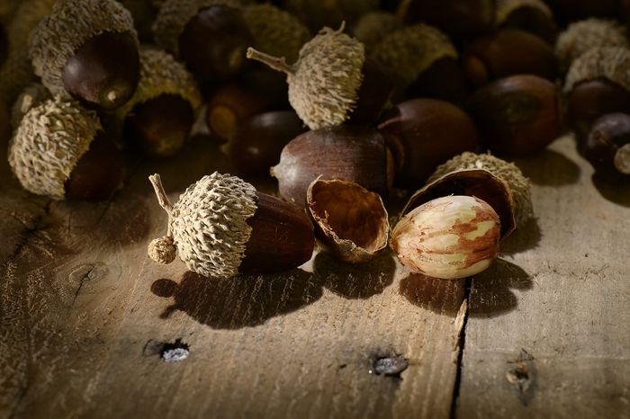 Oak Trees and Acorn Production: Weather, Location, and Other Factors