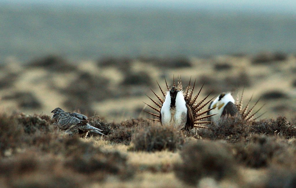 Protecting Birds & Wildlife