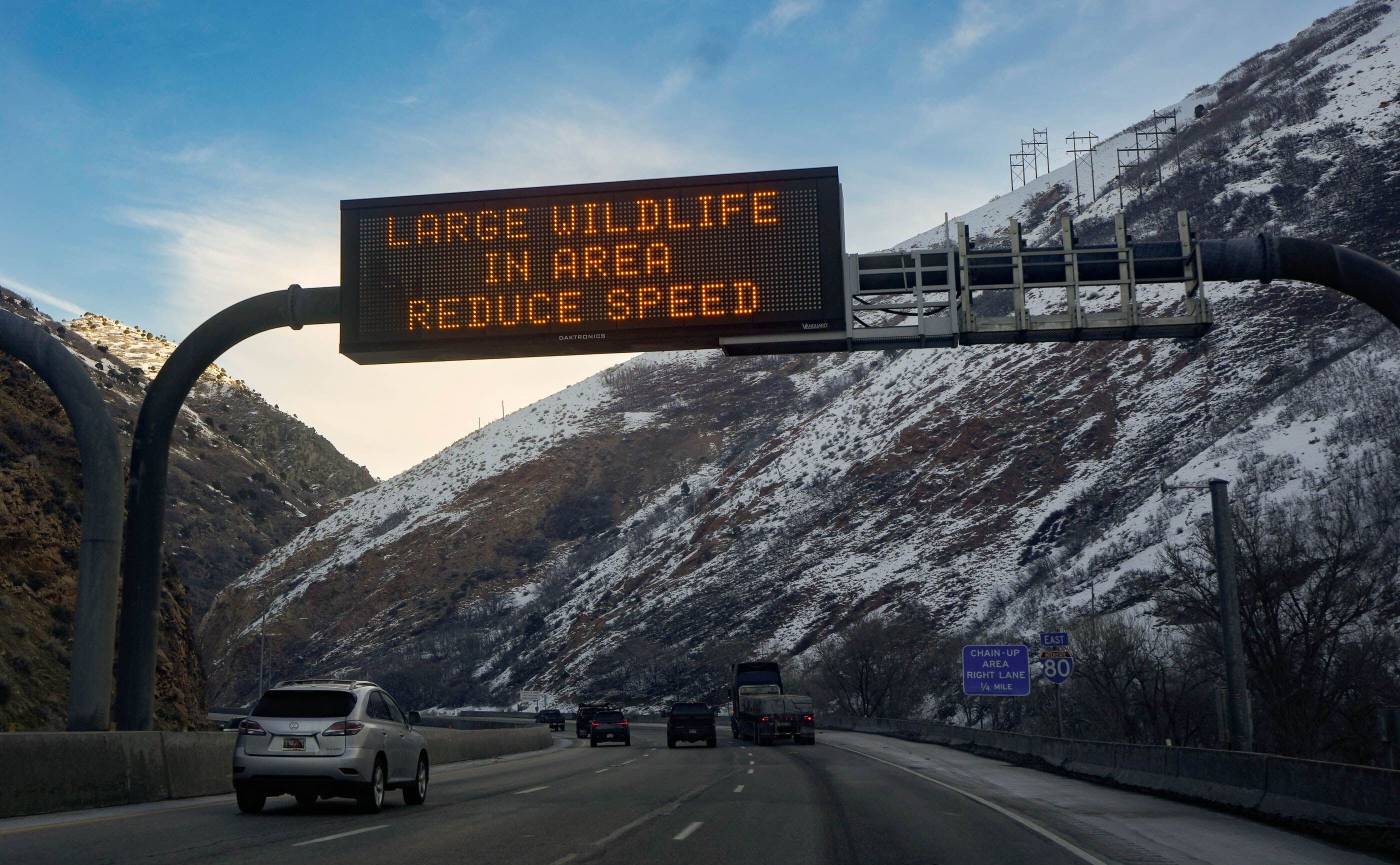 DWR shuts down antler gathering to protect Utah's big game