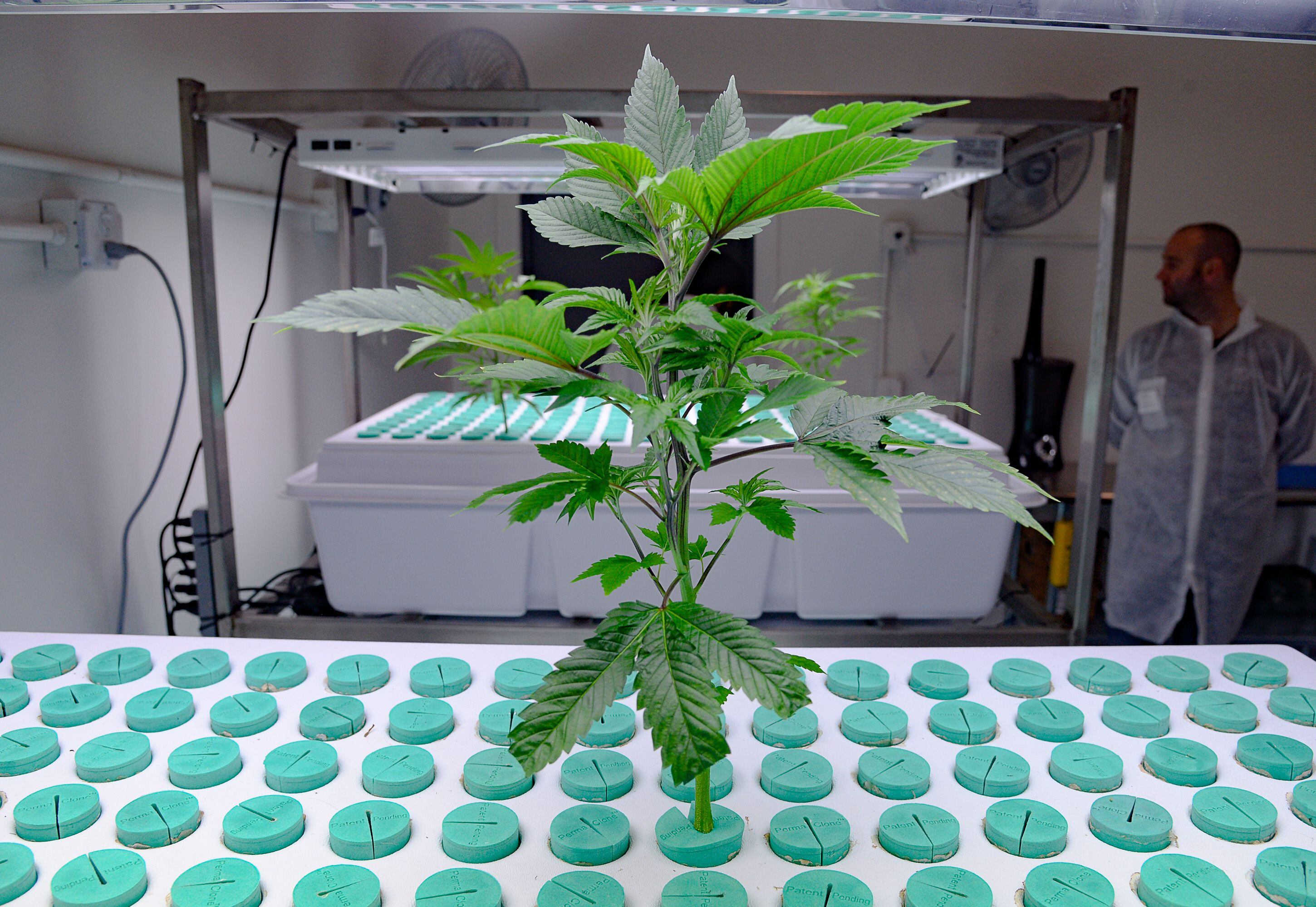 (Francisco Kjolseth | The Salt Lake Tribune) Cannabis plants are grown in the nursery clone room using a deep water culture system at Tryke, a company in Tooele County on Thursday, Jan. 30, 2020, one of eight cultivators approved by the state to bring product to the public as part of Utah's medical cannabis program.