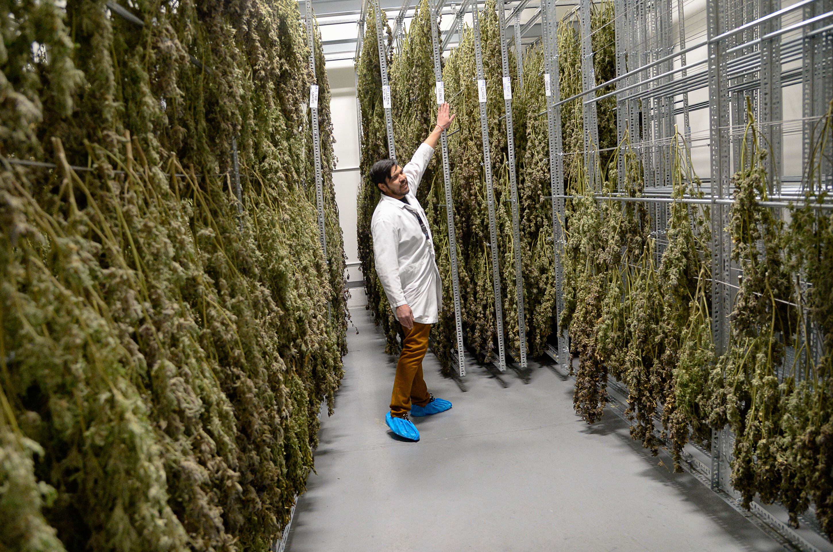 (Francisco Kjolseth | The Salt Lake Tribune) Assistant General Manager Patrick Quino, gives a tour of the drying room at Tryke, a new cannabis farm in Tooele, on Thursday, Jan. 30, 2020. The company, one of eight cultivators approved by the state, is expected to have product available for patients by March as part of Utah's medical cannabis program.