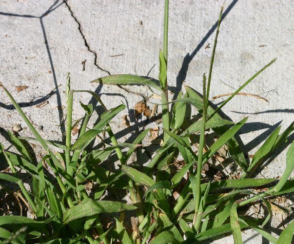 How To Identify & Kill These Annoying Lawn Weeds