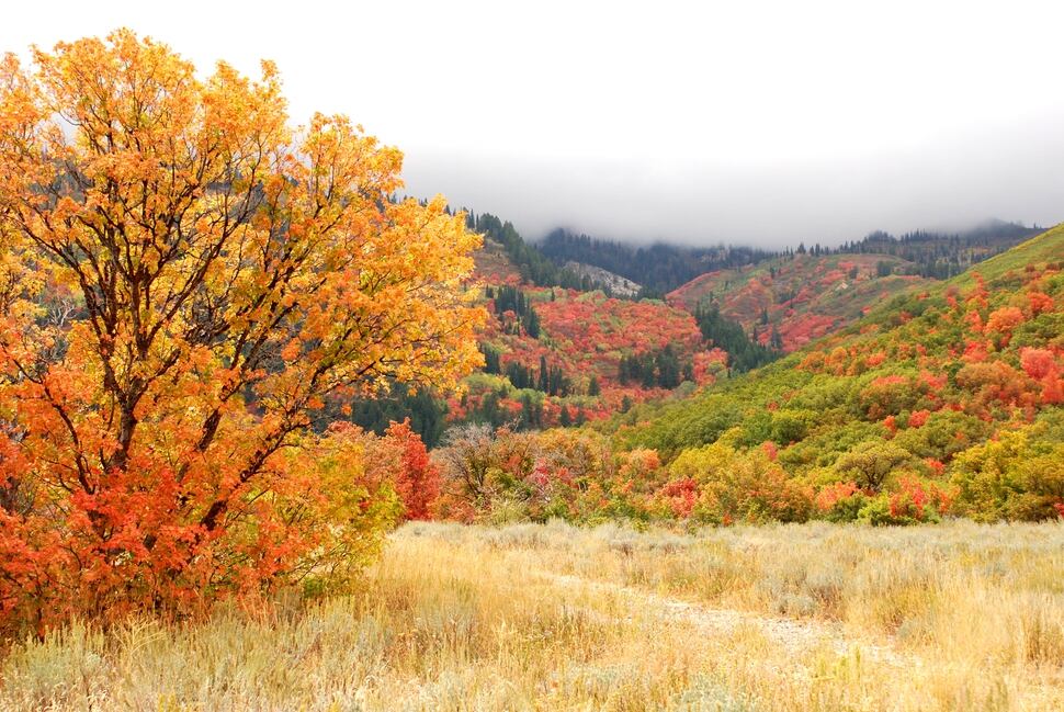 10 top spots for Utah’s fall colors The Salt Lake Tribune