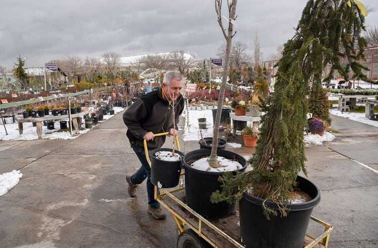 big tree nursery utah