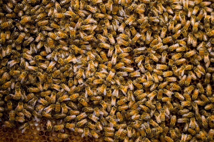 Spring Is Swarm Season, When Beekeepers Are On The Hunt For New Hives : The  Salt : NPR