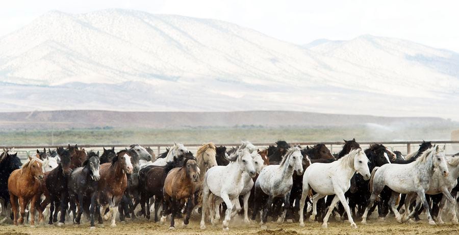 Chronicx's Profile, Wild Horse Islands