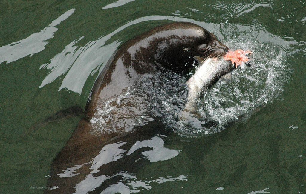 Salmon  Oregon Department of Fish & Wildlife