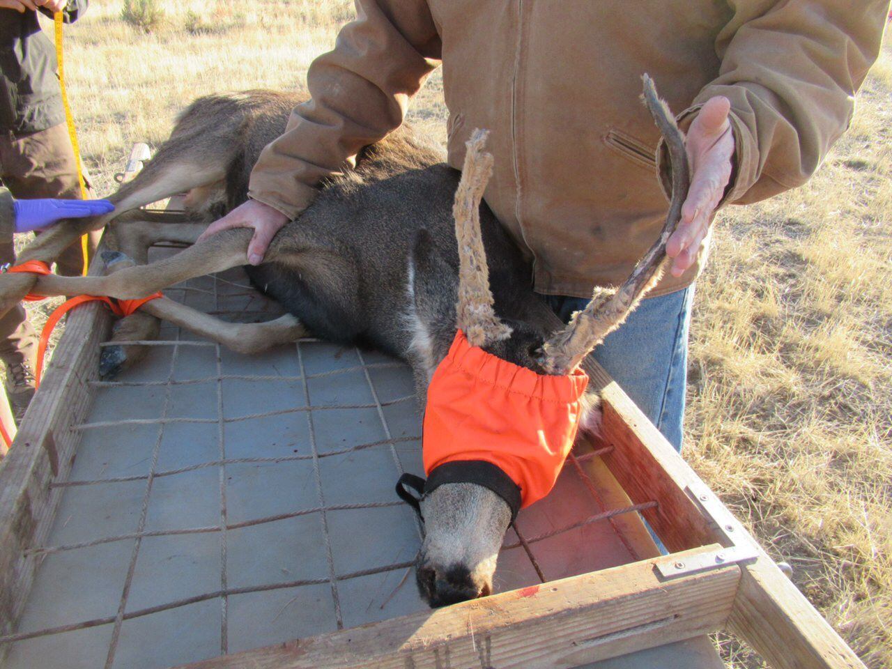 (Photo courtesy of the Utah Division of Wildlife Resources | Jeremy Houston) A rare antlered female deer was captured and collared by DWR officials so they can study deer migration patterns. This photo was taken in late fall of 2017.