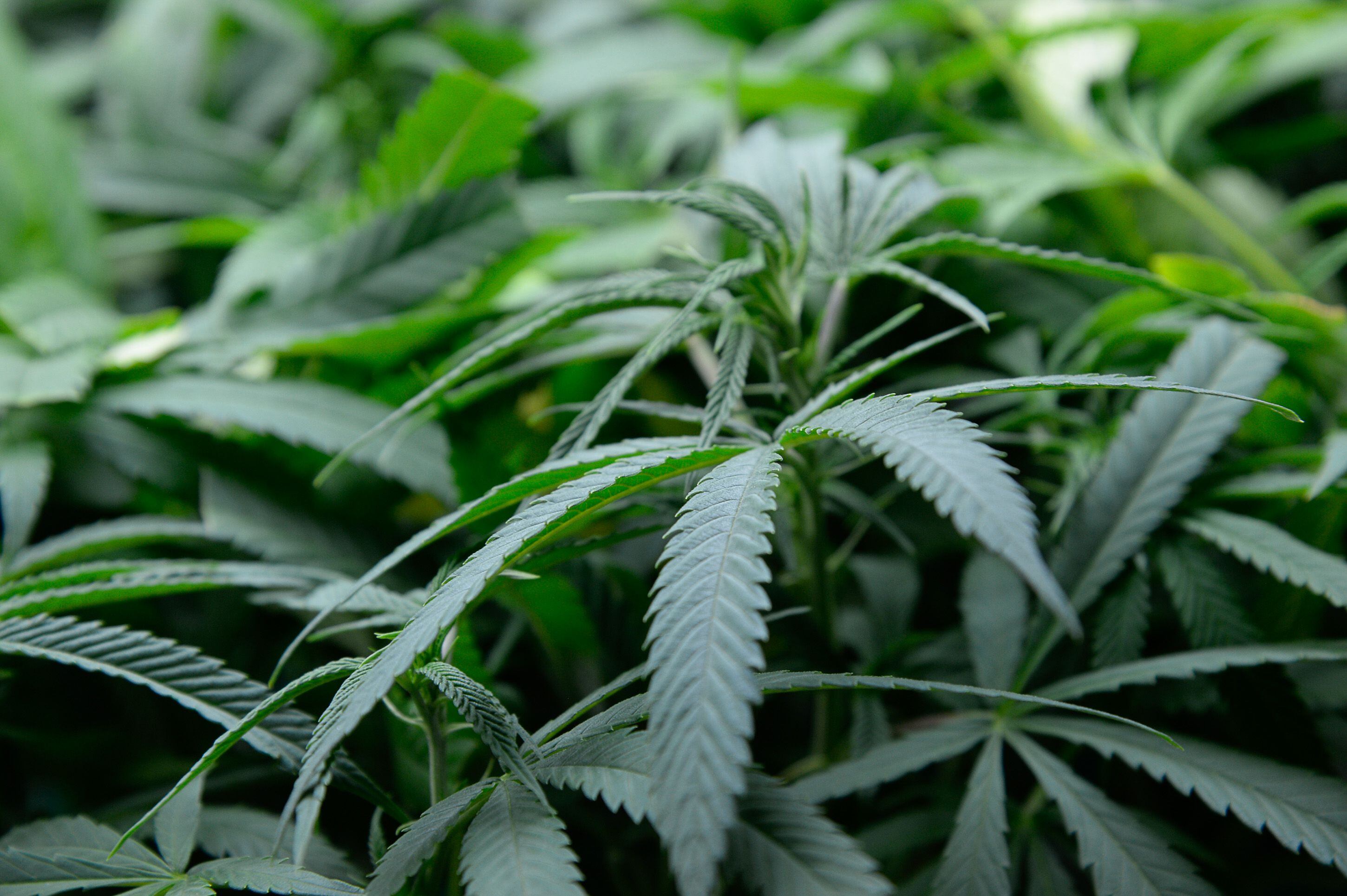 (Francisco Kjolseth | The Salt Lake Tribune) Cannabis plants are grown in the nursery clone room using a deep water culture system at Tryke, a company in Tooele County on Thursday, Jan. 30, 2020, one of eight cultivators approved by the state to bring product to the public as part of Utah's medical cannabis program.