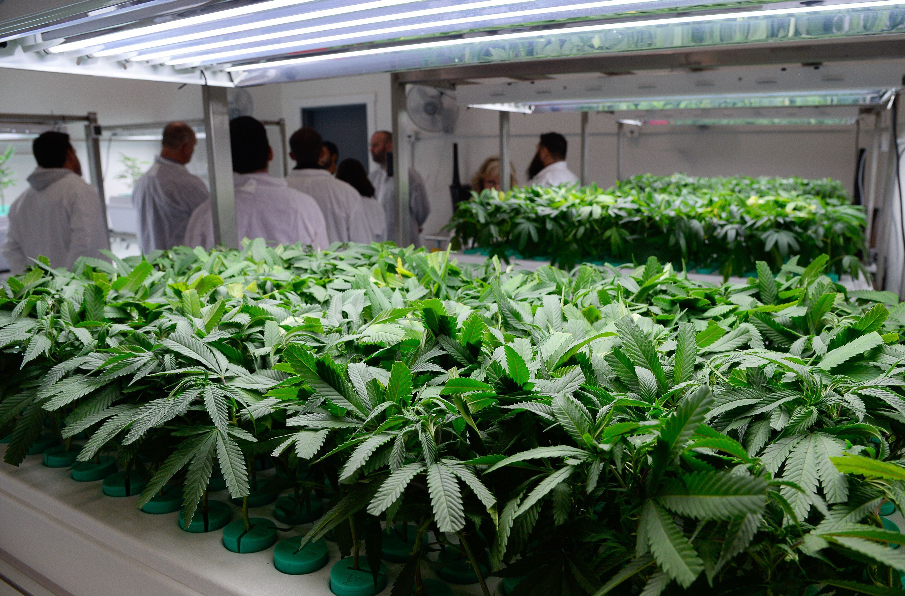 (Francisco Kjolseth | The Salt Lake Tribune) Cannabis plants are grown in the nursery clone room using a deep water culture system at Tryke, a company in Tooele County on Thursday, Jan. 30, 2020, one of eight cultivators approved by the state to bring product to the public as part of Utah's medical cannabis program.