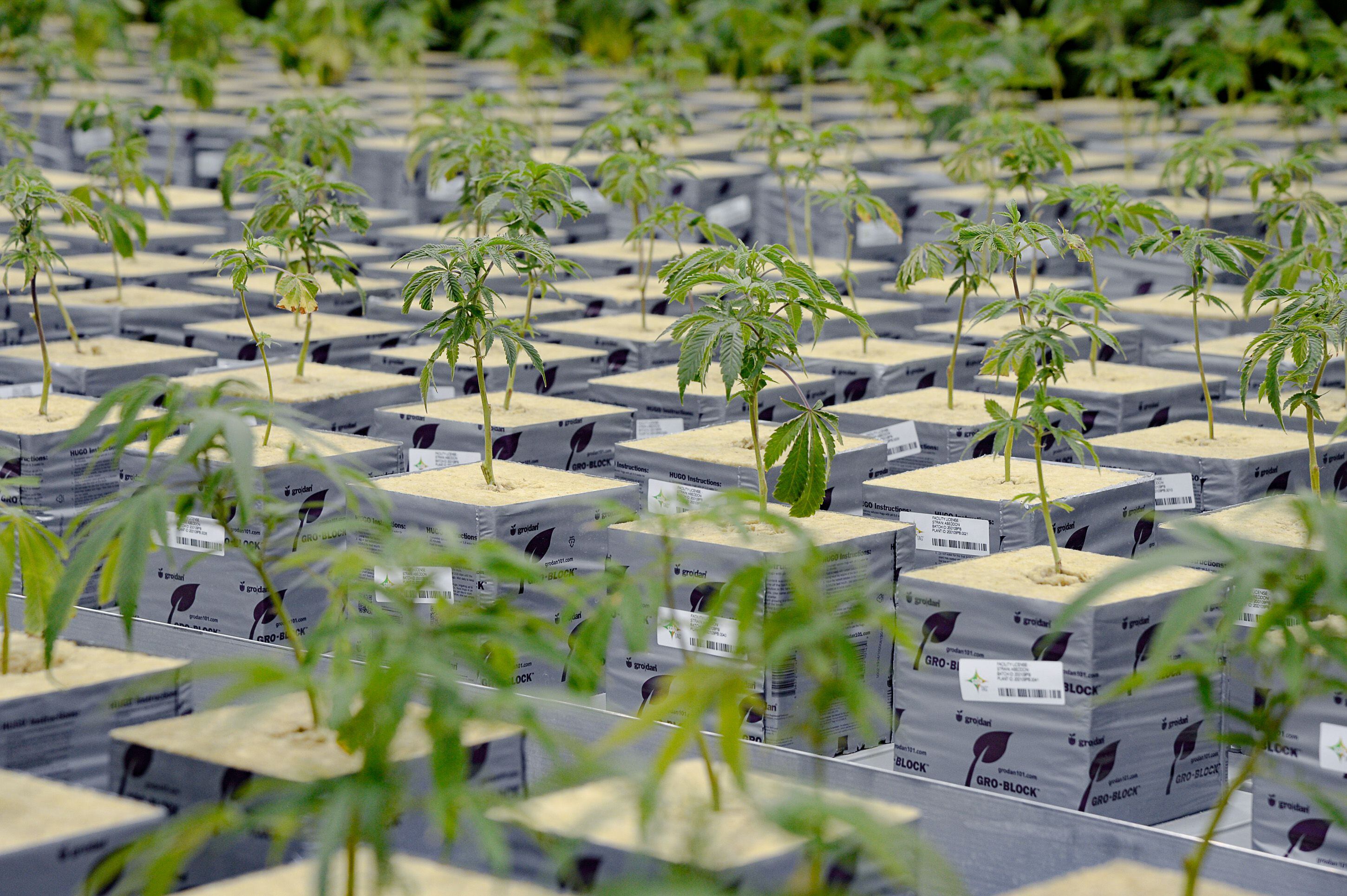 (Francisco Kjolseth | The Salt Lake Tribune) The propagation room at Tryke, a new cannabis farm in Tooele, contains the genetic makeup of all the plant varieties being grown at the company on Thursday, Jan. 30, 2020, as it gets ready to have products available for patients by March as part of Utah's medical cannabis program.