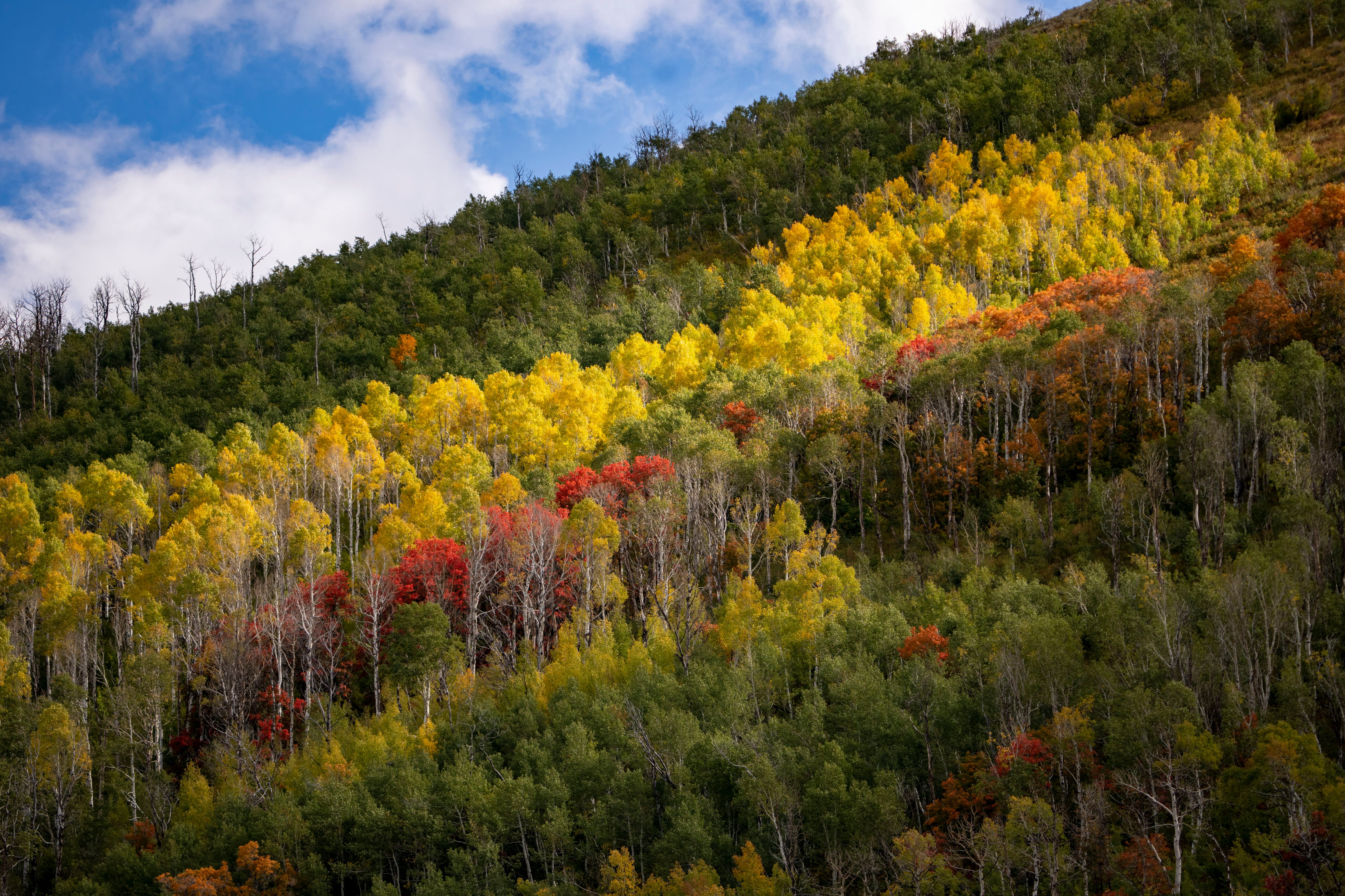 Utah leaf-peeping: Fall colors could be especially spectacular this year