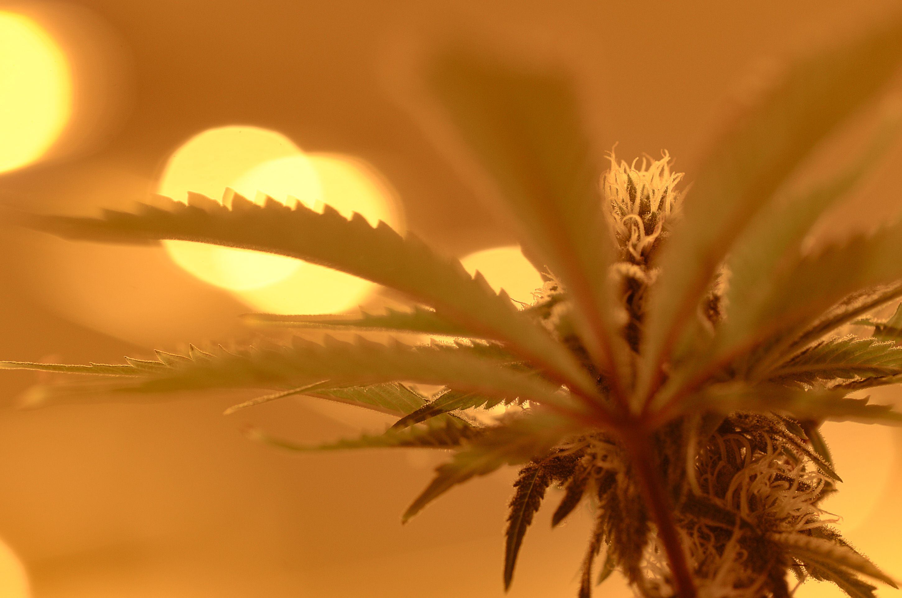 (Francisco Kjolseth | The Salt Lake Tribune) High pressure sodium lights cast a yellow tint over cannabis plants being triggered to make them flower at Tryke, a new cannabis farm in Tooele, on Thursday, Jan. 30, 2020.