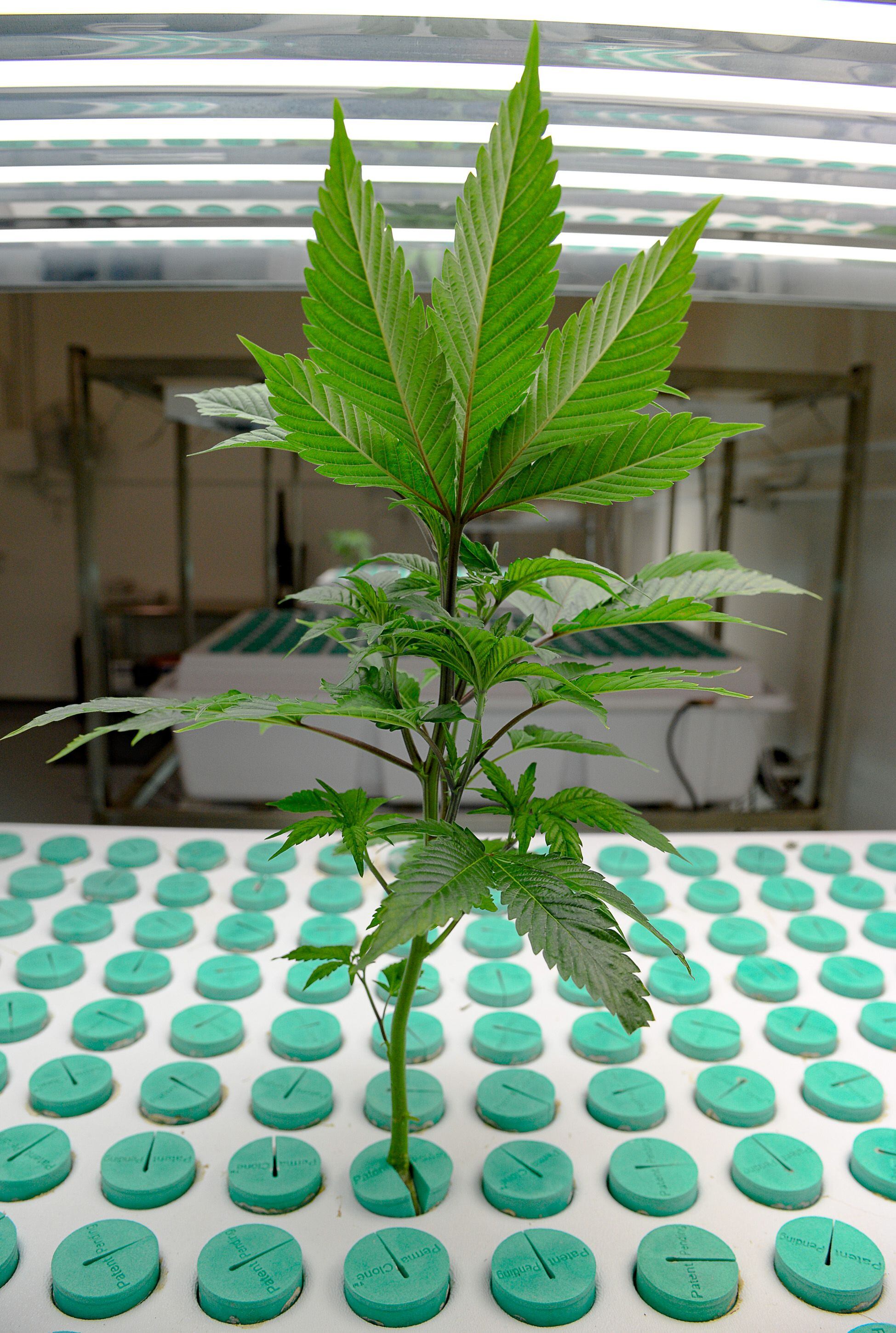 (Francisco Kjolseth | The Salt Lake Tribune) Cannabis plants are grown in the nursery clone room using a deep water culture system at Tryke, a company in Tooele County on Thursday, Jan. 30, 2020, one of eight cultivators approved by the state to bring product to the public as part of Utah's medical cannabis program.