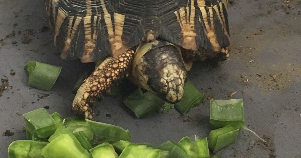 Hogle Zoo helps rescue over 10,000 endangered tortoises in Madagascar