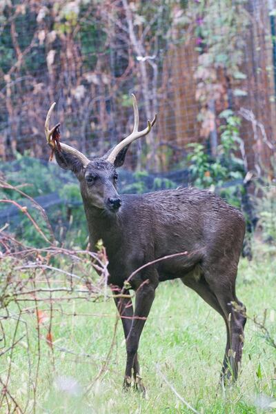 A rare black mule deer in Moab has died — and Utah wildlife officials