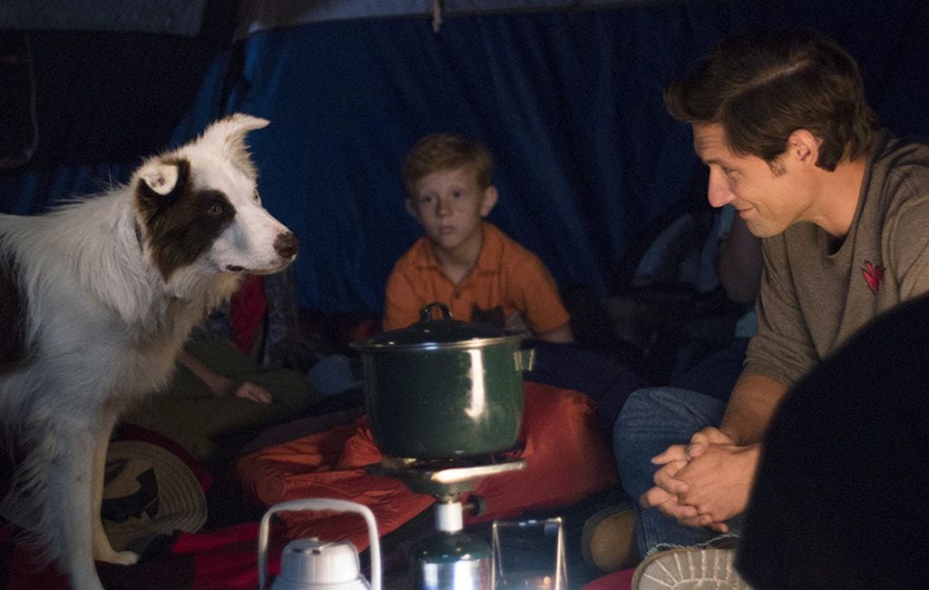 Utah-made drama 'The Stray' features a nice dog, but a wild range of  emotional tones