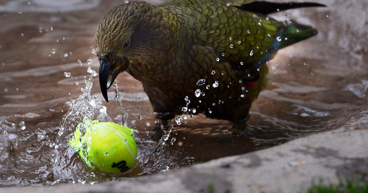 Tracy Aviary welcomes the playful antics of the kea in new exhibit