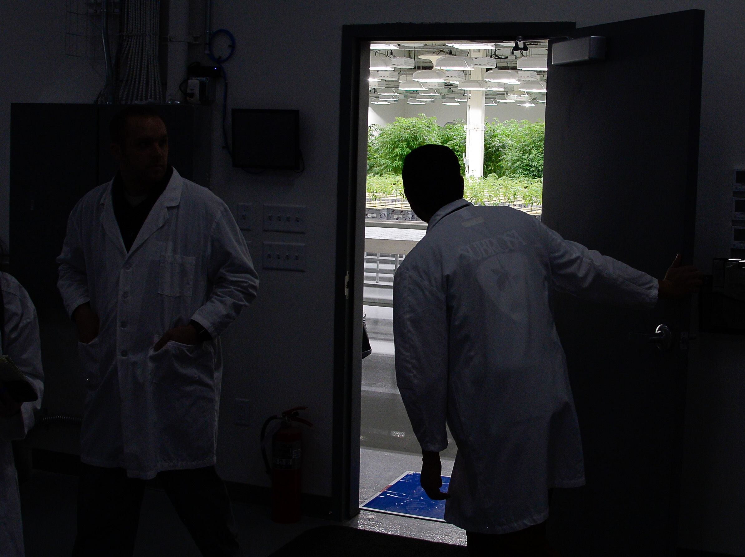 (Francisco Kjolseth | The Salt Lake Tribune) Tryke celebrates the grand opening of its cannabis farm in Tooele, on Thursday, Jan. 30, 2020, as the company, one of eight cultivators approved by the state, gives tours of their growing rooms. The company is expected to have product available for patients by March as part of Utah's medical cannabis program.