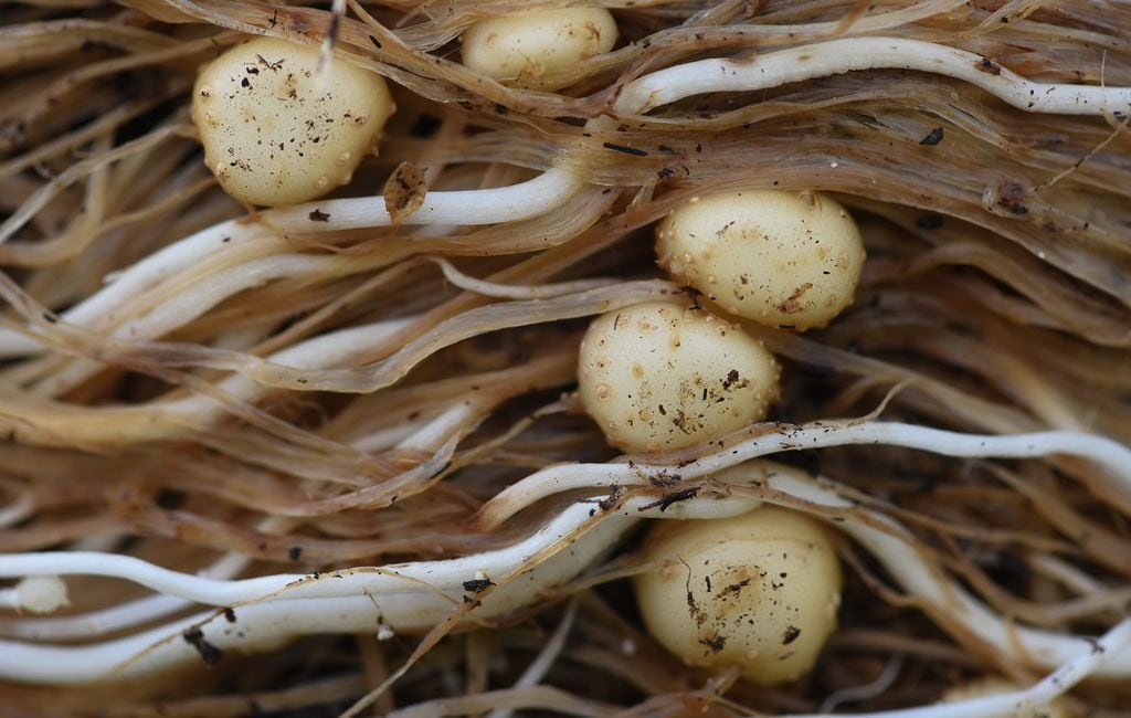 Garlic Master' seeks tradition, variety, Crops