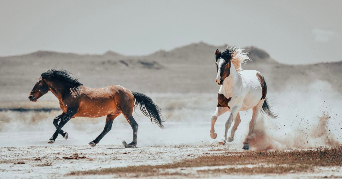 Who is shooting Utah's Onaqui wild horses?