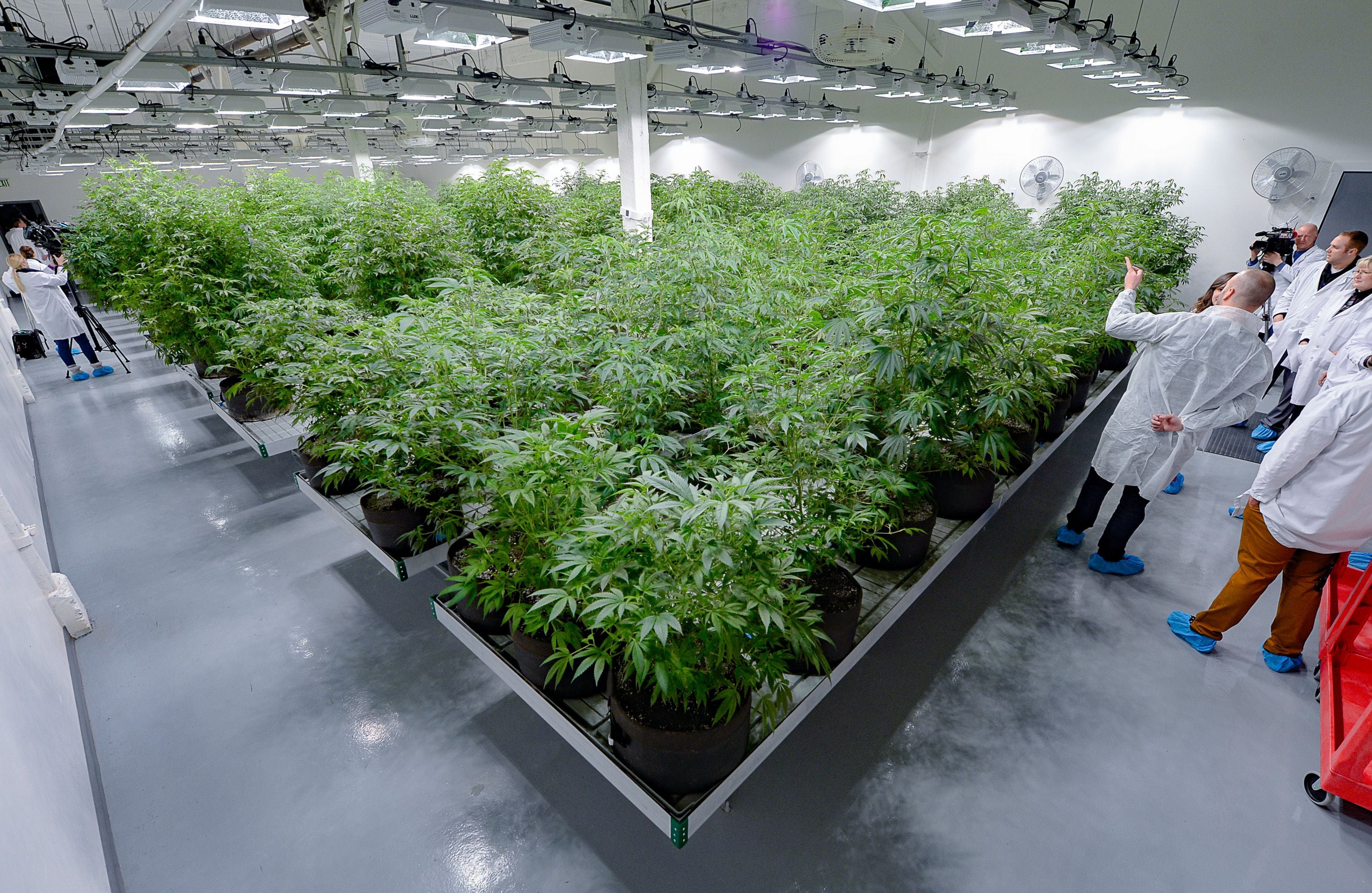 (Francisco Kjolseth | The Salt Lake Tribune) Staff give tours of the propagation room containing the genetic makeup of every variety of plant cultivated at Tryke, a new cannabis farm in Tooele, on Thursday, Jan. 30, 2020. The company, one of eight cultivators approved by the state, is expected to have product available for patients by March as part of Utah's medical cannabis program.