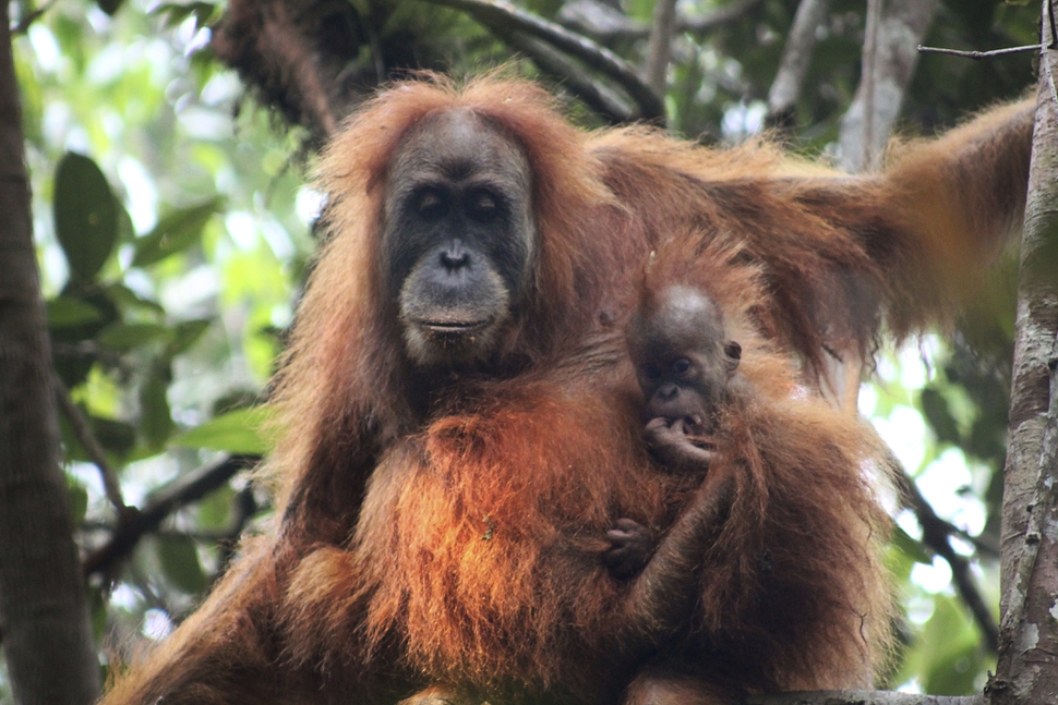 Newly identified orangutan species is the rarest great ape on the