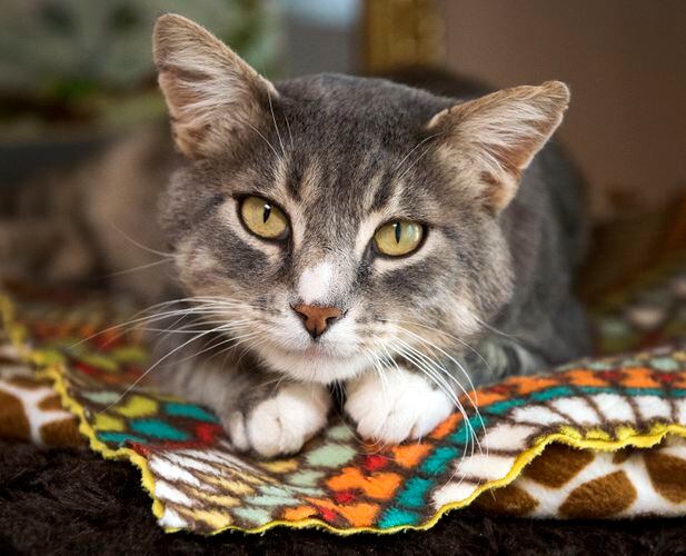 Kitty Angel Rescue - A no-kill cat/kitten adoption agency near Atlanta, GA