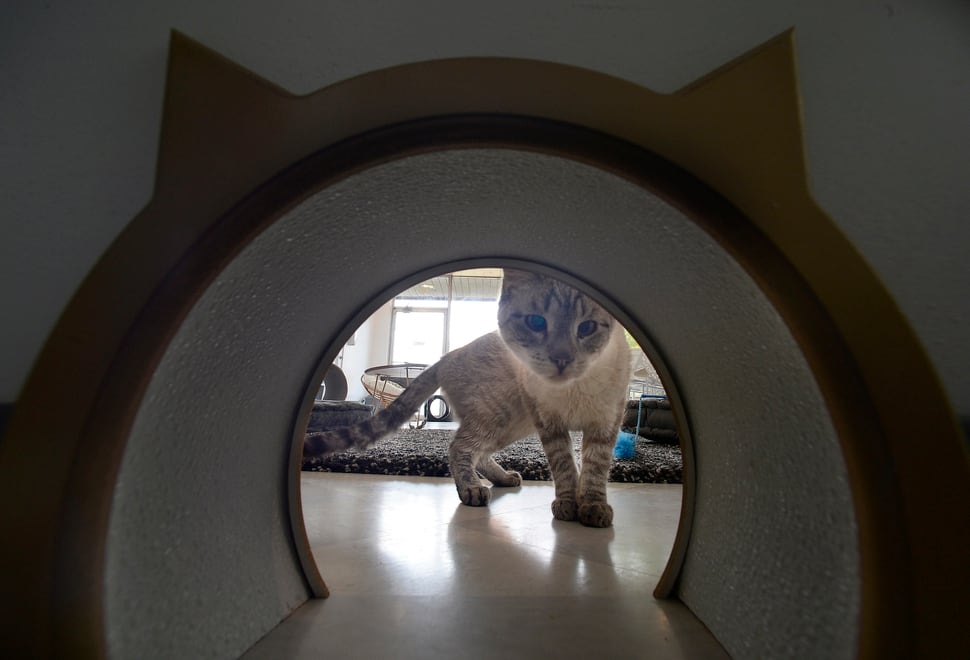 Salt Lake  s first cat  cafe  opens this weekend The Salt 