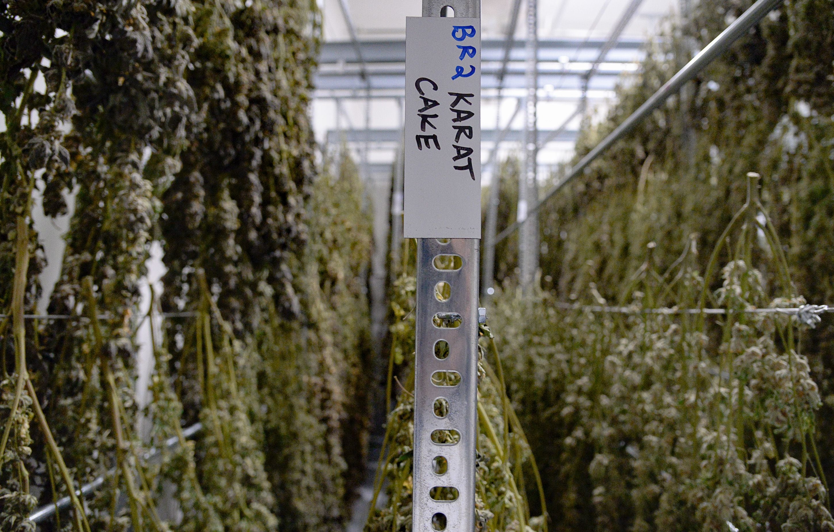 (Francisco Kjolseth | The Salt Lake Tribune) The names of cannabis varieties are labeled in the drying room at Tryke, a new cannabis farm in Tooele, on Thursday, Jan. 30, 2020. The company, one of eight cultivators approved by the state, is expected to have product available for patients by March as part of Utah's medical cannabis program.