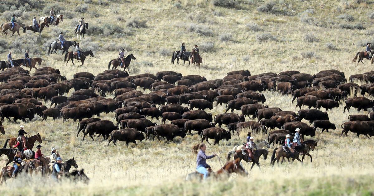 Riders round up bison on Antelope Island